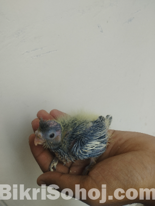 Cockatiel